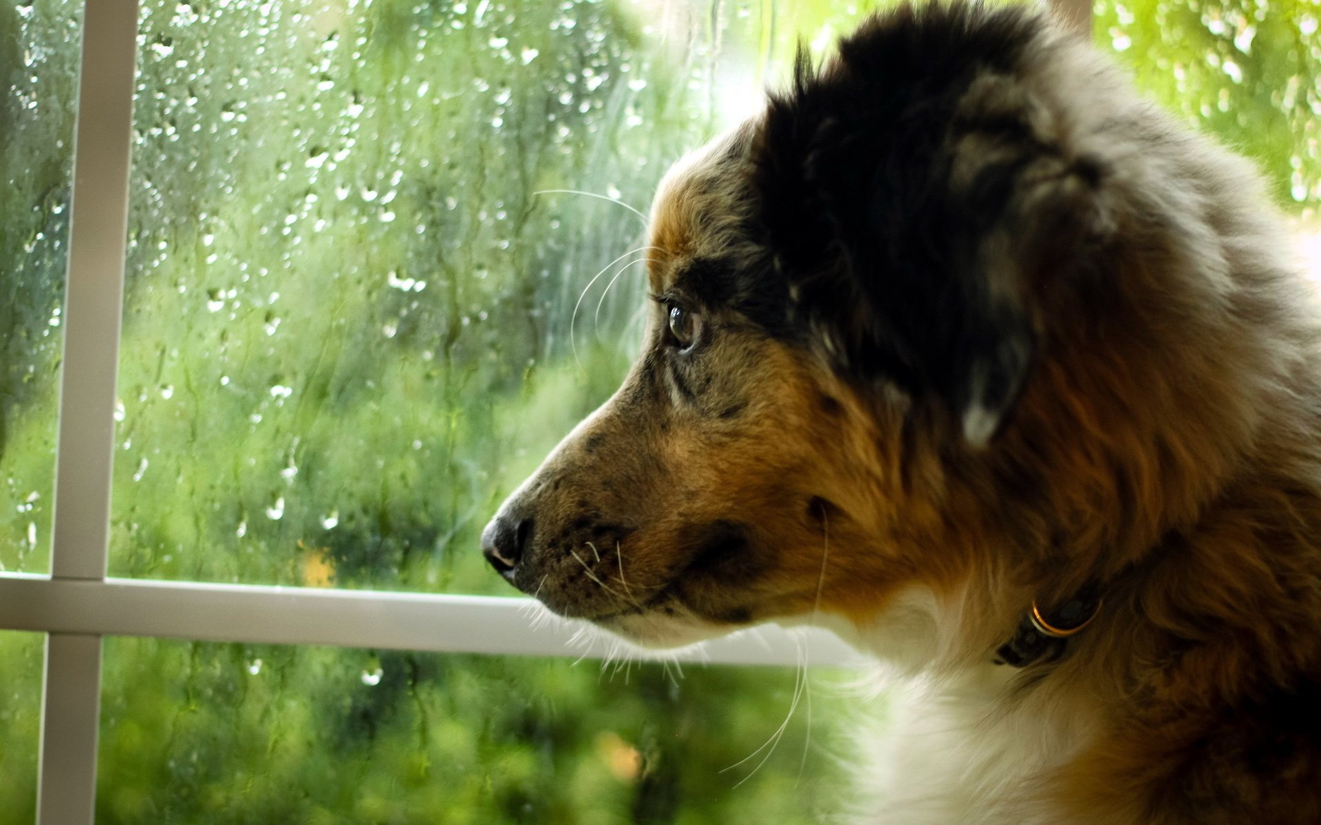 hund fenster freund