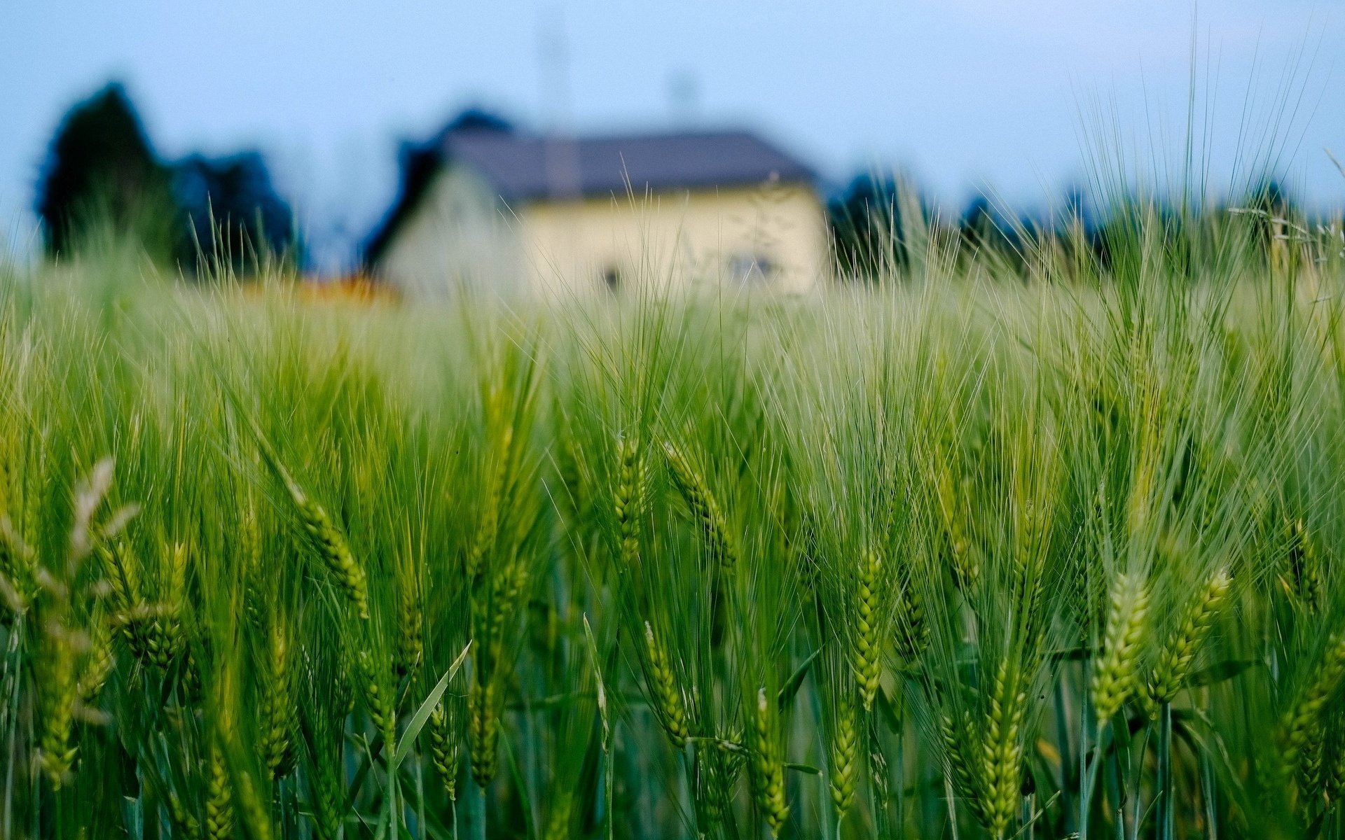 macro ears spikelets rye wheat house field house