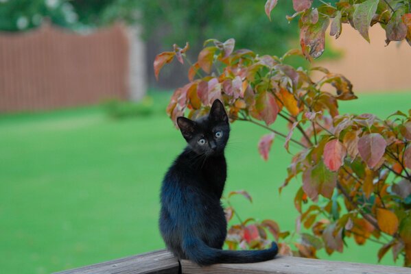 A black kitten sits on the background of a green meadow