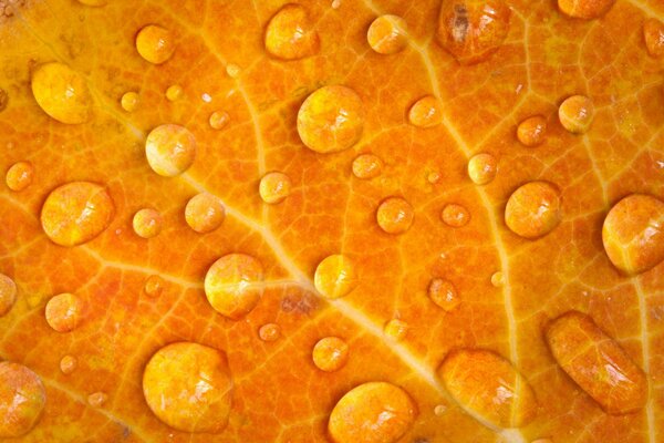 Tautropfen auf einem orange -herbstlichen Blatt