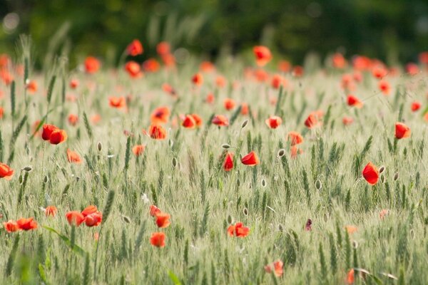 A field with poppies and ears of wheat