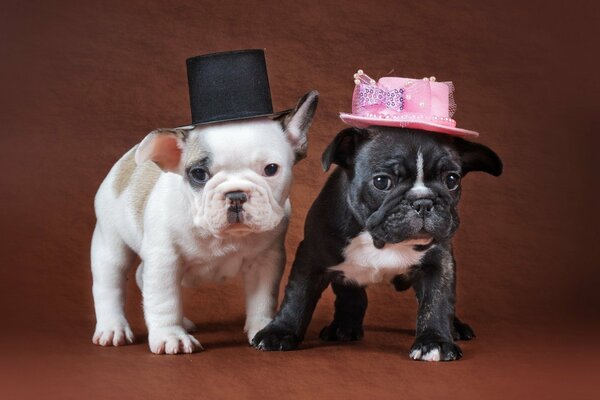 Cachorros de Bulldog con sombreros divertidos