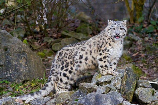 A snow leopard looks around its territory standing on the rocks