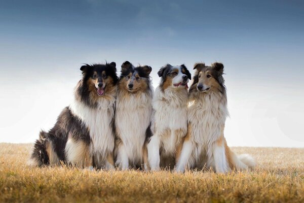 Kolumna Collie sfotografowana na środku skoszonej łąki