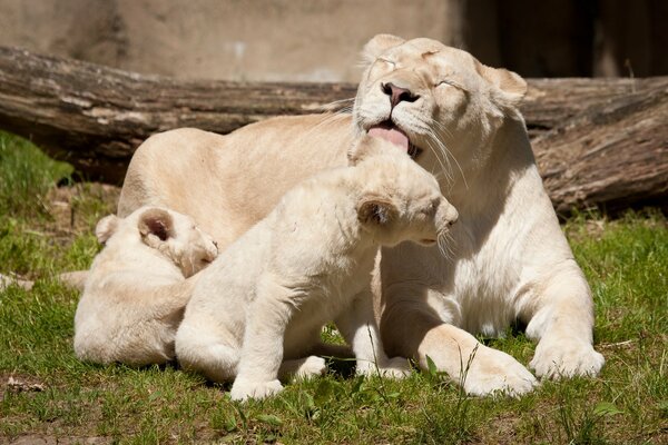 Famille des trois lions blancs