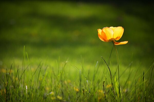 A lonely yellow flower on a green lawn