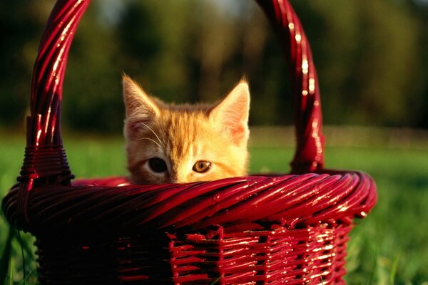 A red kitten looks out of a red basket