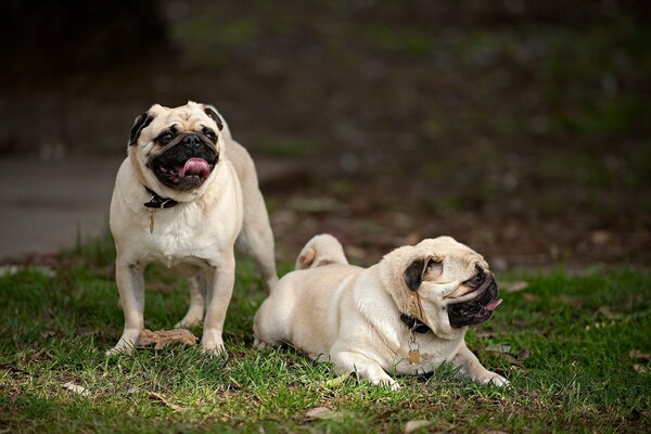 The behavior of a dog is almost similar to a human habit