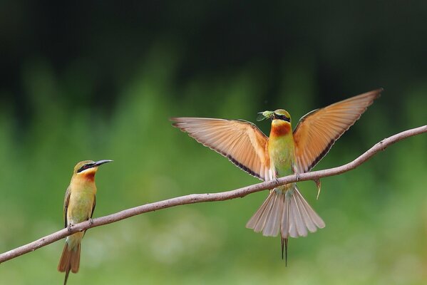 Bee-eater eats on a thin branch