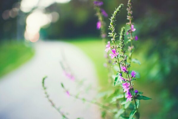 Disfrutar de los aromas de las flores del arte