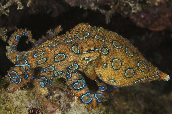 Осьминог маскируется на морском дне