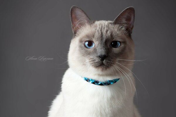 Tajski kot, który ma niebieskie oczy