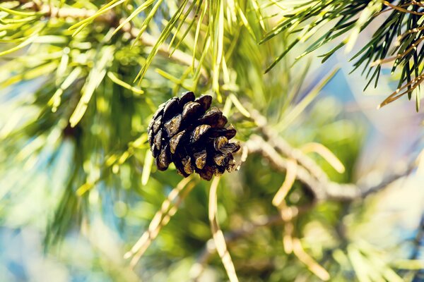 La pomme de pin de l épinette a déjà lâché ses graines sur le sol