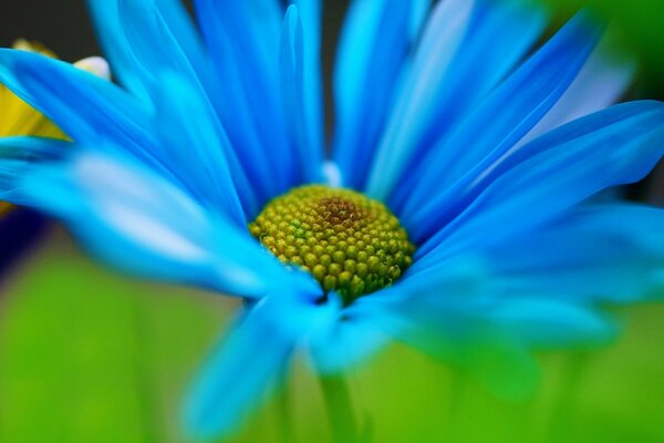 Blue flower on a green background