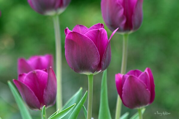 Tulipanes de primavera púrpura en aumento