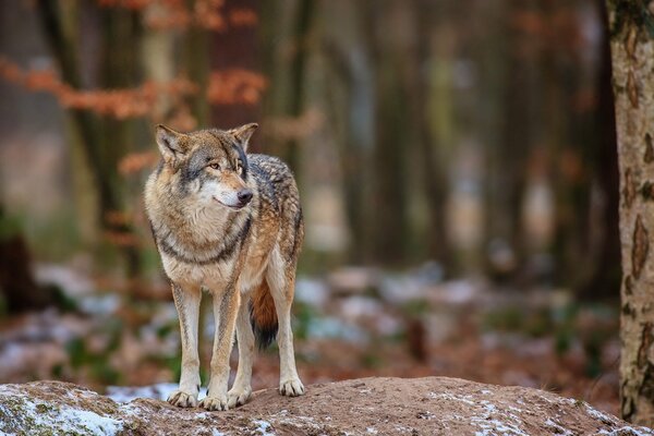 Loup sur fond de forêt et d arbre