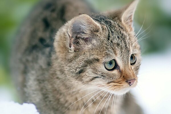 Chaton rayé marche sur la neige lâche