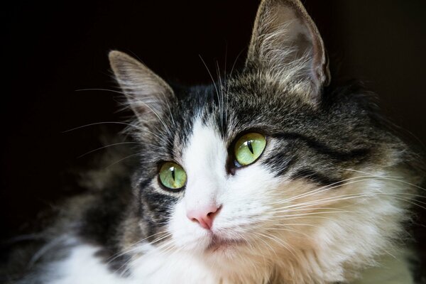 Schöne flauschige Katze mit grünen Augen