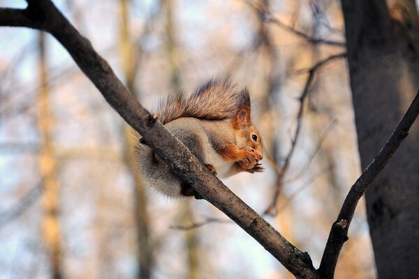 A squirrel sits on a branch and eats a nut