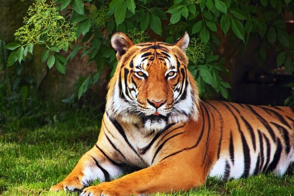A formidable tiger is resting among the dense green vegetation