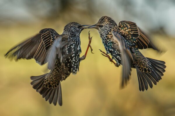 Deux oiseaux se battent dans l air