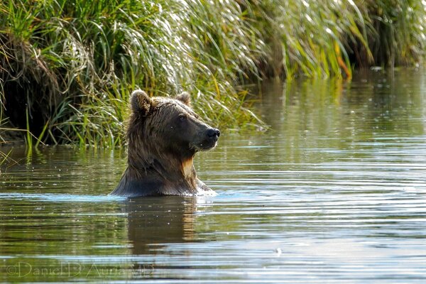 Un oso Pardo se baña en un lago