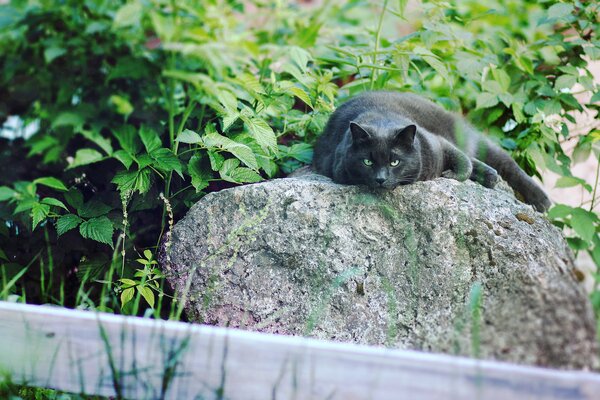 A black cat peacefully rests on a stone