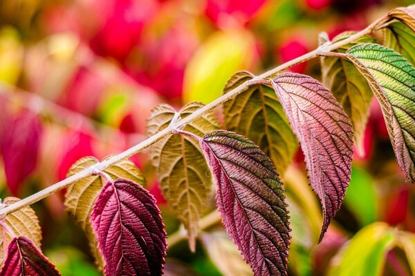 The leaves shimmering with all the colors of the rainbow froze