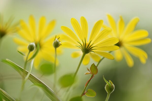 Niezwykle piękne żółte kwiaty i pąki przyszłych kwiatów