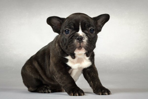 Cucciolo di bulldog francese in bianco e nero su sfondo bianco