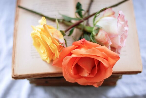 Three roses of different colors are lying on an open book