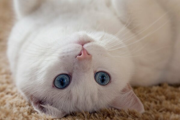 Chat blanc ludique couché sur le dos