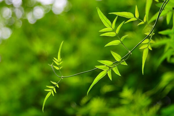 Fondos protector de pantalla con una rama de árbol verde