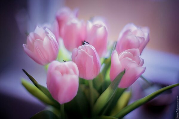 Różowe tulipany, co może być piękniejszego niż taki bukiet