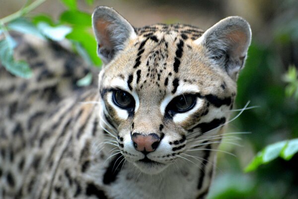 Cabeza de ocelote contra el follaje verde