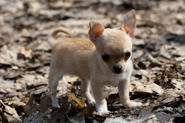 Маленький щенок чихуахуа гуляет по листьям осенью в парке