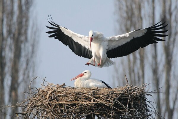 Couple de cigognes dans le nid sur fond de nature