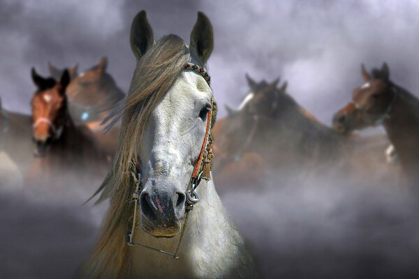 Grey horse on a background of bay horses