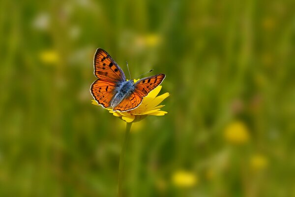 A butterfly, fluttering its wings, settled on a flower