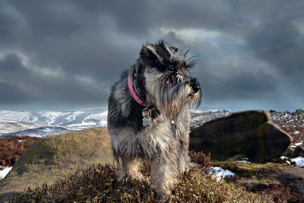 Il cane sta sullo sfondo delle montagne. Passeggiata nella natura