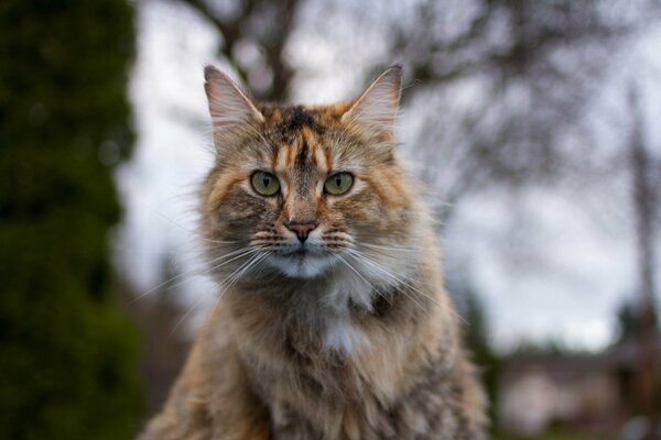 Photo d un chat à fourrure tricolore