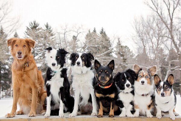 Different dogs on a walk in the snowy forest