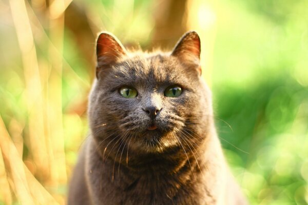 A gray cat poses against a background of green thickets