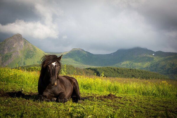 A black horse with a white spot on its forehead