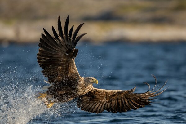 Ein Raubvogel fliegt über das Wasser