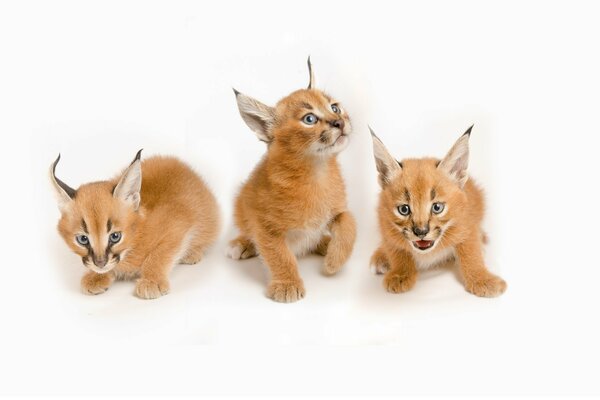 A trio of small red-haired baby caracals