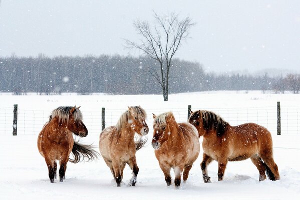 Four horses in the snow in winter