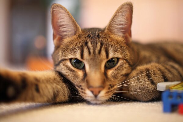 Striped cat is lying resting on the table