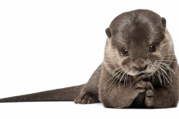 An otter with shiny fur looks at the camera