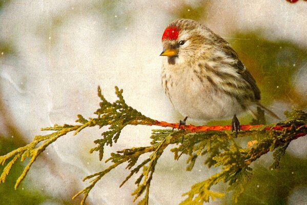 A grey bird with a red crest sits on a branch